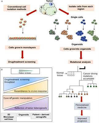 Current Insights and Advancements in Head and Neck Cancer: Emerging Biomarkers and Therapeutics with Cues from Single Cell and 3D Model Omics Profiling